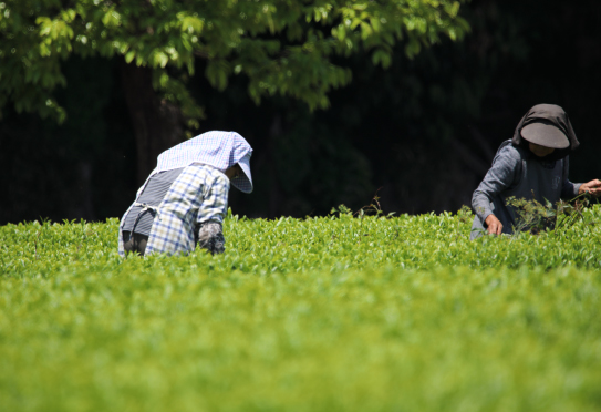 1.お茶を摘む