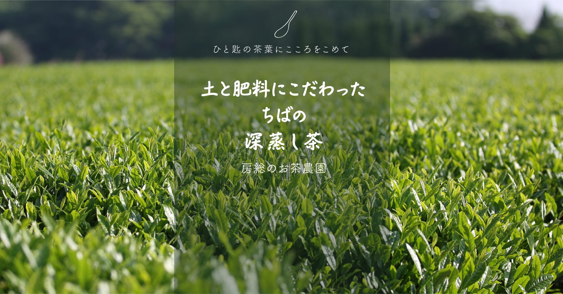 ひと匙の茶葉にこころをこめて「土と肥料にこだわったちばの深蒸し茶」房総のお茶農園