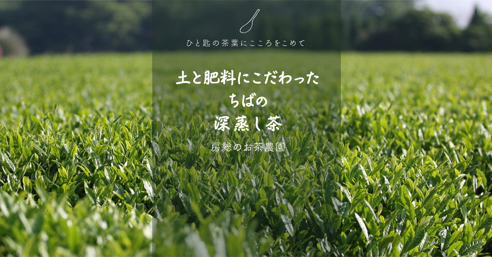 ひと匙の茶葉にこころをこめて「土と肥料にこだわったちばの自然農法茶」房総のお茶農園