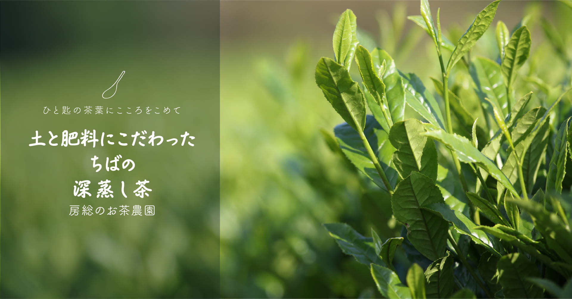 ひと匙の茶葉にこころをこめて「土と肥料にこだわったちばの深蒸し茶」房総のお茶農園