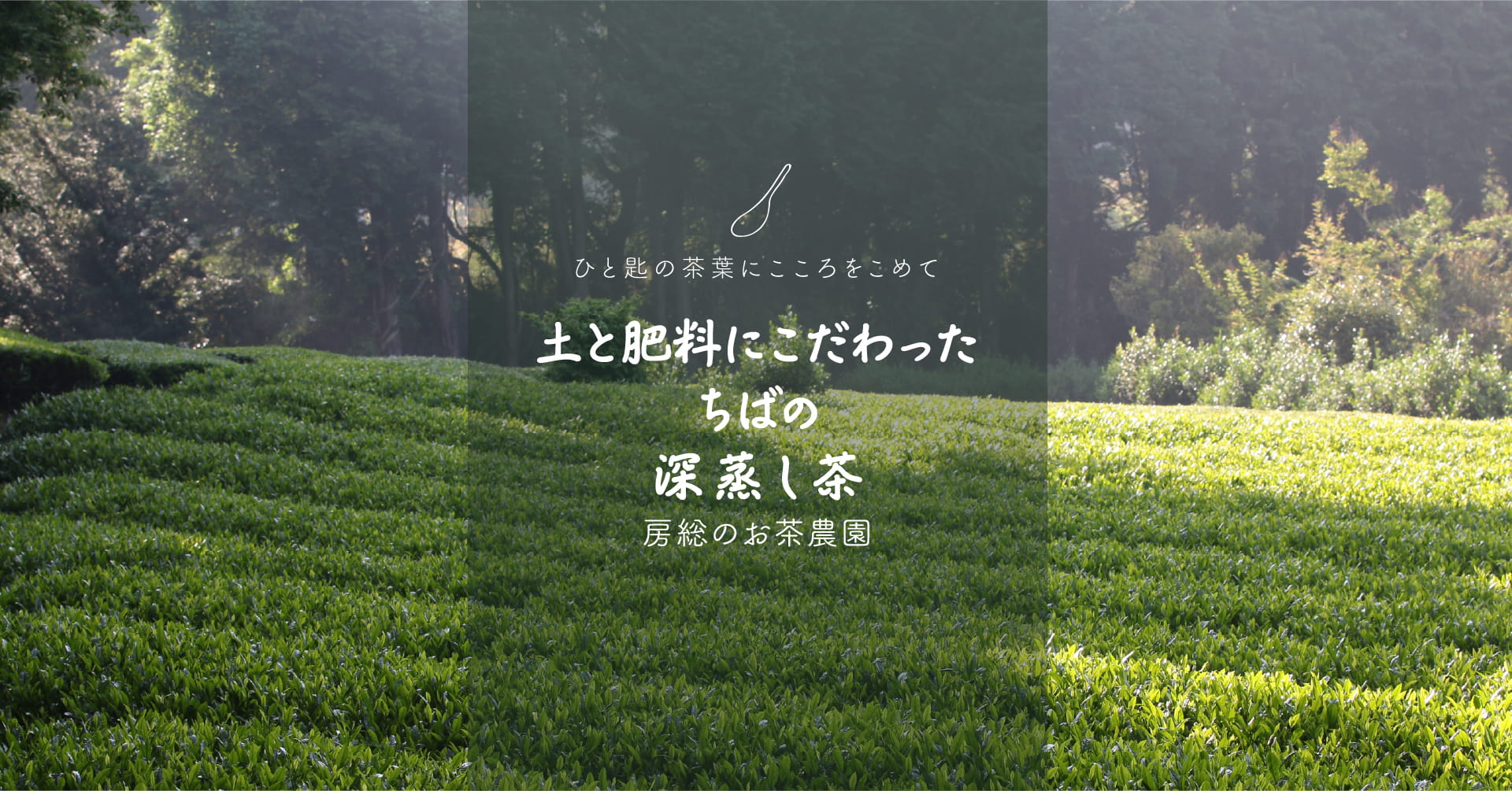 ひと匙の茶葉にこころをこめて「土と肥料にこだわったちばの深蒸し茶」房総のお茶農園