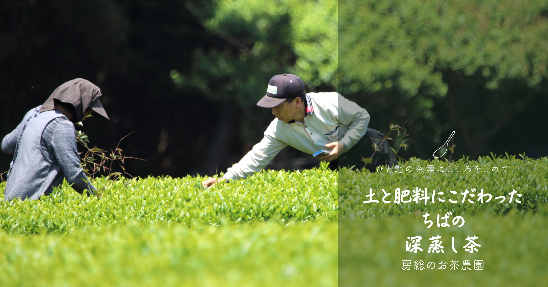 ひと匙の茶葉にこころをこめて「土と肥料にこだわったちばの深蒸し茶」房総のお茶農園